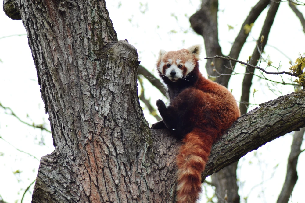 Kleine panda