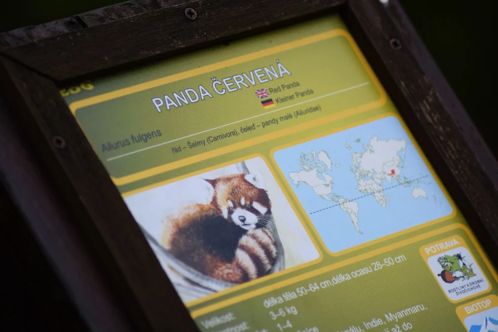Kleine panda in Zoo Brno