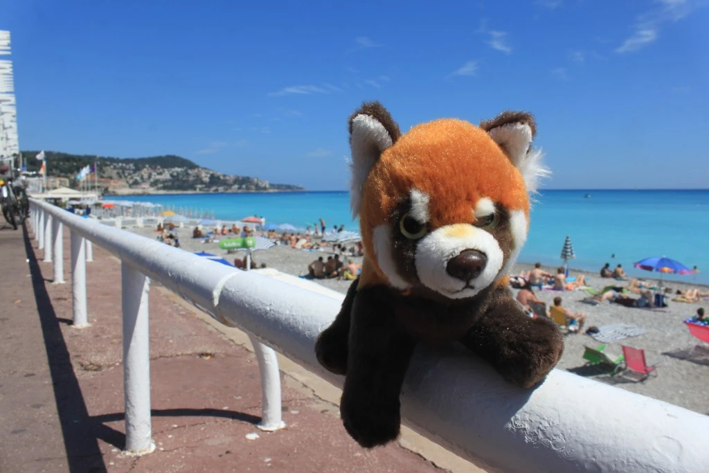 Panda in Nice