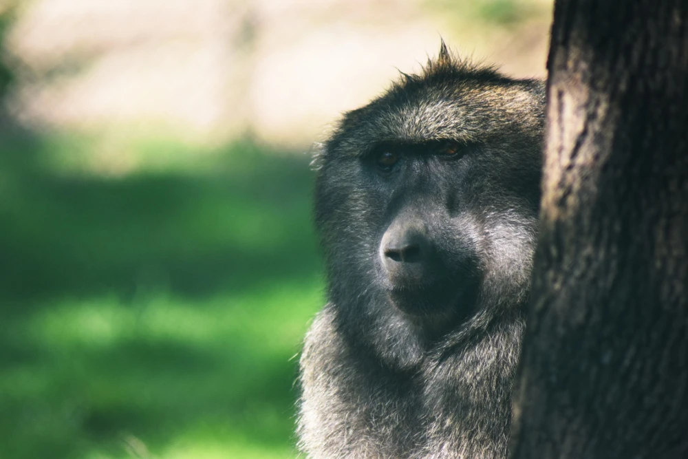 Dag van de adoptieouders in de dierentuin van Brno