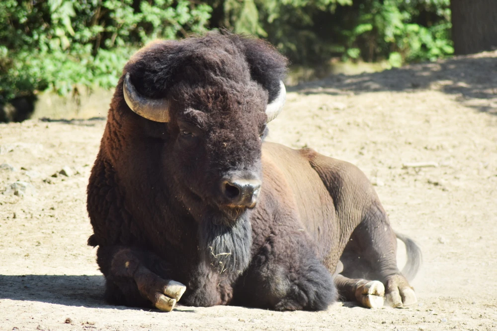 Dag van de adoptieouders in de dierentuin van Brno