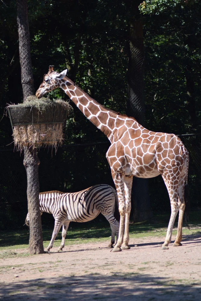Dag van de adoptieouders in de dierentuin van Brno