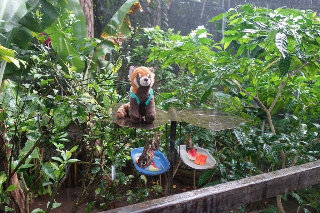panda op steps