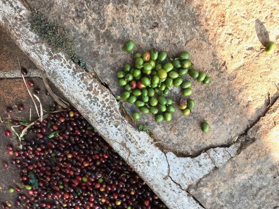 ongebrande koffiebonen van de boerderij Měsíční hora, Chikmagalur, India