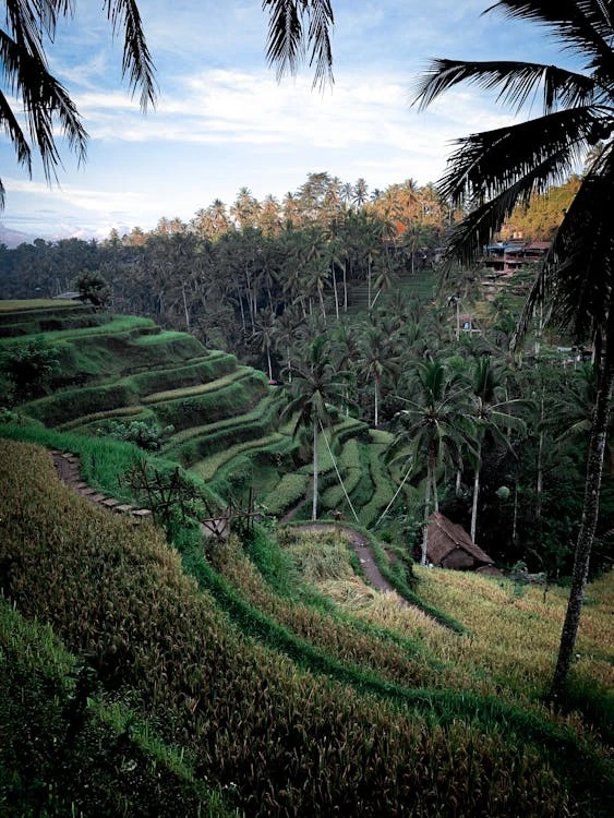 Bali - rijstvelden